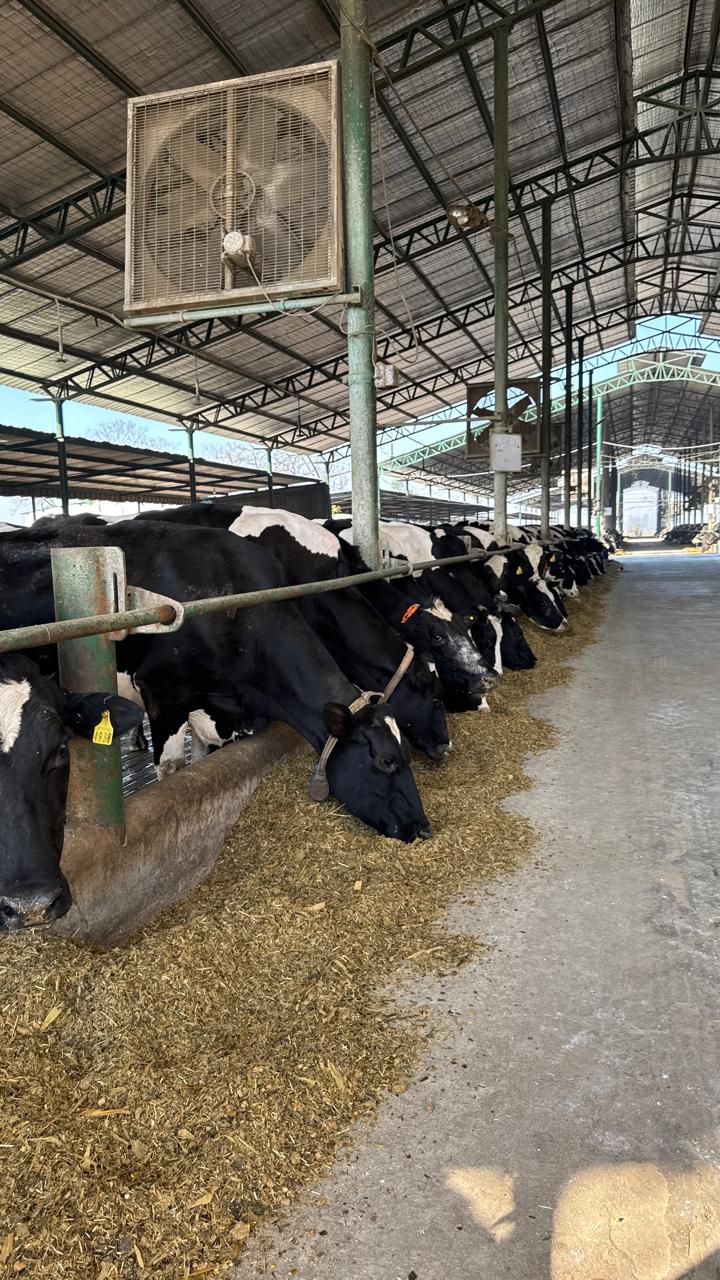 Danish Dairy Farm gallery photo 20