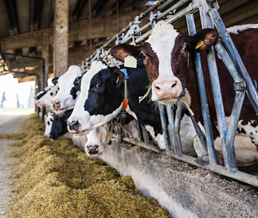 Farm Management