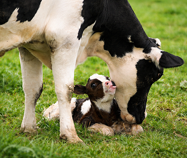 Calf Zone